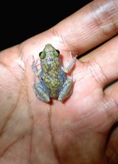 Eleutherodactylus pipilans