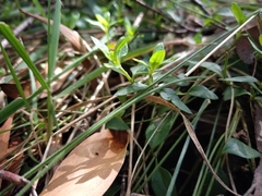Opercularia ovata