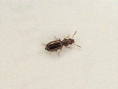 Salpingidae