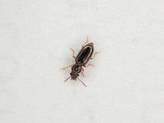 Salpingidae