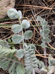 Astragalus mollissimus