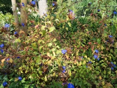 Ceratostigma plumbaginoides