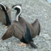Spotted Shag - Photo (c) Alex Vieira, some rights reserved (CC BY-NC), uploaded by Alex Vieira