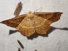 Euchlaena tigrinaria