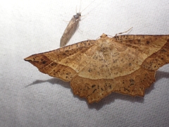 Euchlaena tigrinaria