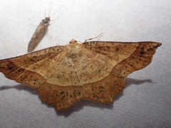 Euchlaena tigrinaria