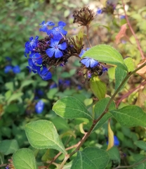 Ceratostigma plumbaginoides