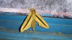 Theretra silhetensis