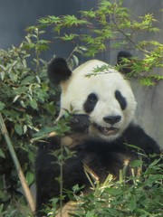 Ailuropoda melanoleuca