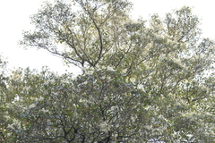 Quintinia sieberi