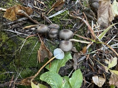 Strobilurus albipilatus