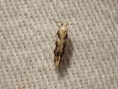 Coleotechnites piceaella