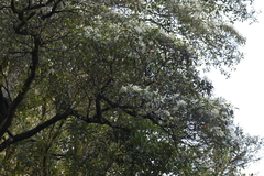 Quintinia sieberi