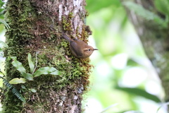 Troglodytes ochraceus