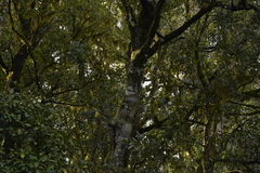 Quintinia sieberi