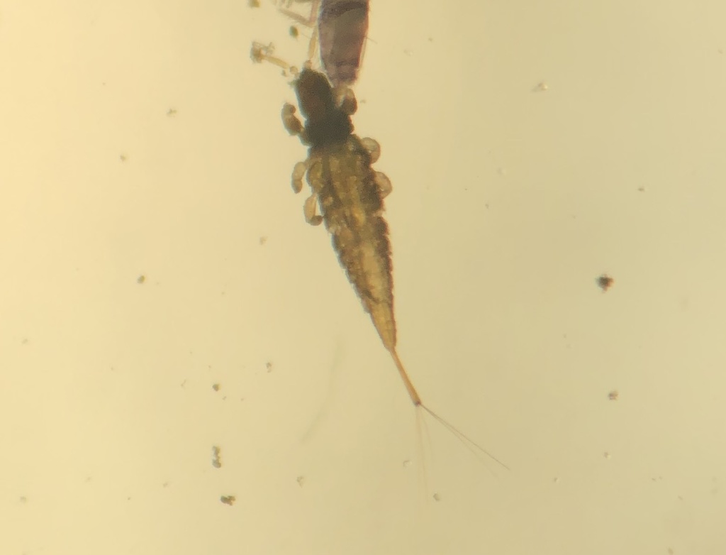 Urothrips