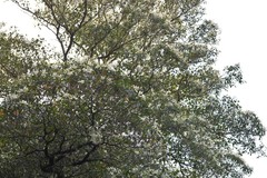 Quintinia sieberi