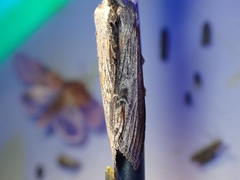 Cucullia omissa