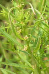 Ludwigia polycarpa