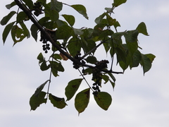 Bursera grandifolia