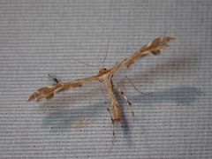 Oxyptilus delawaricus