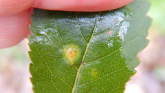 Lasioptera spiraeafolia