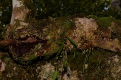 Dendrobium pugioniforme