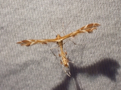 Oxyptilus delawaricus