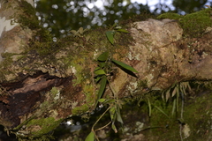 Dendrobium pugioniforme