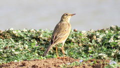 Anthus godlewskii