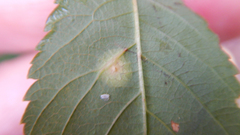 Lasioptera spiraeafolia