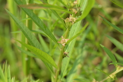 Ludwigia polycarpa