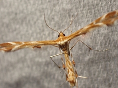 Oxyptilus delawaricus