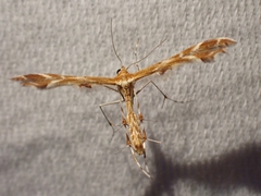 Oxyptilus delawaricus