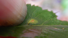 Lasioptera spiraeafolia