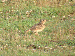 Alauda gulgula