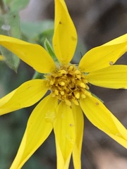 Heterotheca fulciens