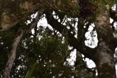 Dendrobium pugioniforme