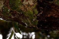 Posorites conscendens