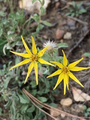 Heterotheca fulciens