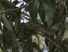 Phylloscopus occipitalis