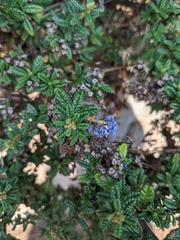 Ceanothus foliosus