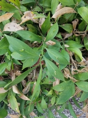 Ruscus hypoglossum