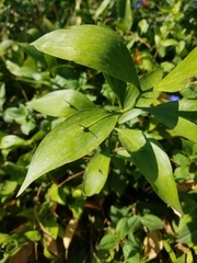 Ruscus hypoglossum