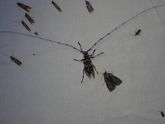 Acanthocinus princeps