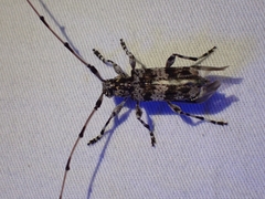 Acanthocinus princeps