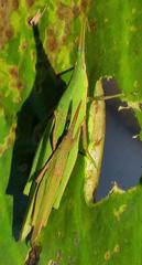 Atractomorpha acutipennis gerstaeckeri