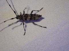 Acanthocinus princeps