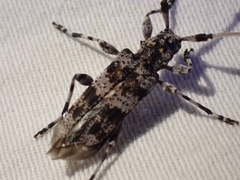 Acanthocinus princeps