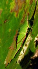 Atractomorpha acutipennis gerstaeckeri